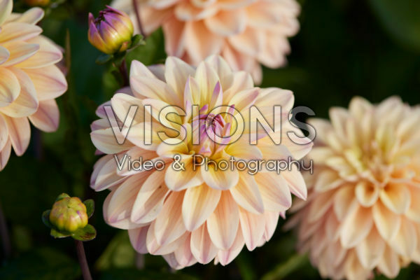 Dahlia Mondriaan Dahlia Mondriaan