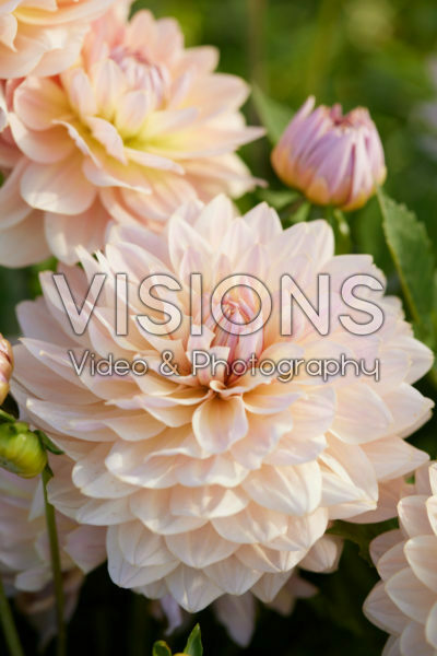 Dahlia pink Dahlia pink
