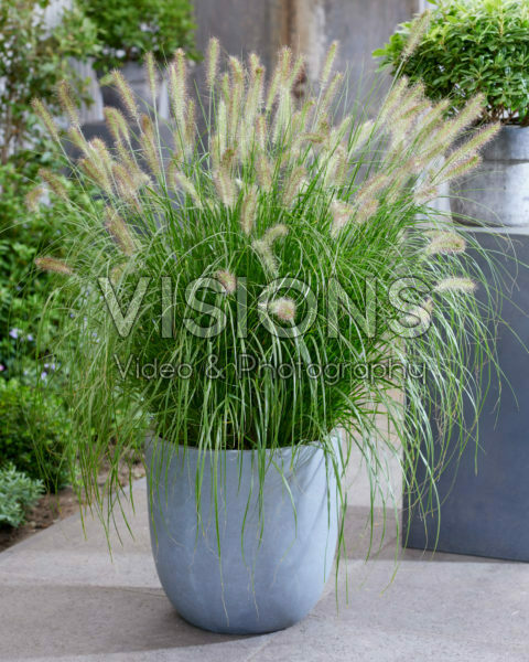 Pennisetum alopecuroides Hameln Pennisetum alopecuroides Hameln