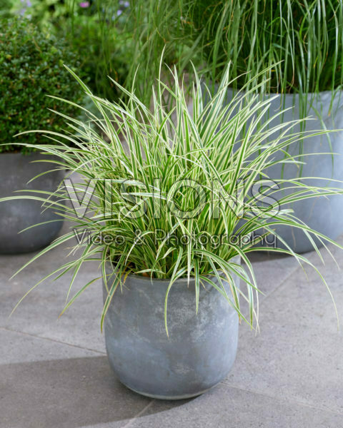 Carex morrowii Goldband