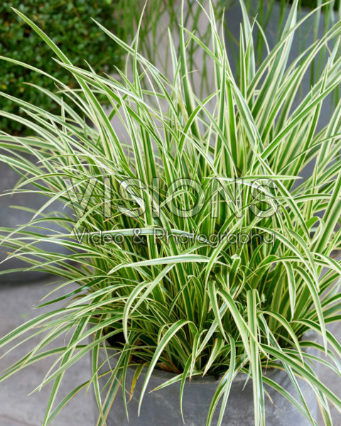 Carex morrowii Goldband Carex morrowii Goldband