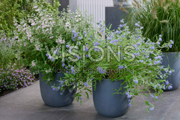 Caryopteris x clandonensis Worcester Gold and Pink Perfection Caryopteris x clandonensis Worcester Gold and Pink Perfection