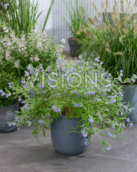 Caryopteris x clandonensis Worcester Gold Caryopteris x clandonensis Worcester Gold Caryopteris x clandonensis Worcester Gold Caryopteris x clandonensis Worcester Gold