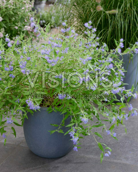 Caryopteris x clandonensis Worcester Gold