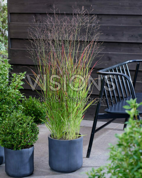 Panicum virgatum Sangria Panicum virgatum Sangria