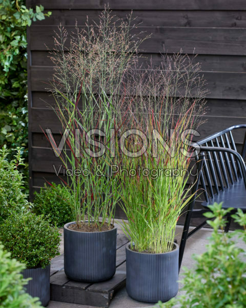 Panicum virgatum Sangria, Purple Breeze Panicum virgatum Sangria, Purple Breeze
