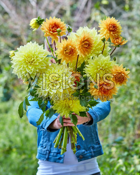 Lady holding bunch of dahlias Lady holding bunch of dahlias