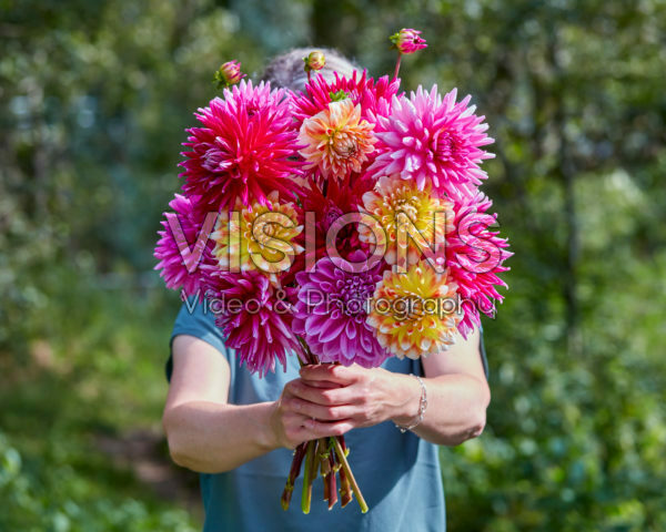 Dame met bos dahlia's Dame met bos dahlia's