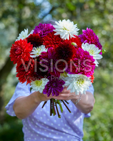 Lady holding bunch of dahlias Lady holding bunch of dahlias
