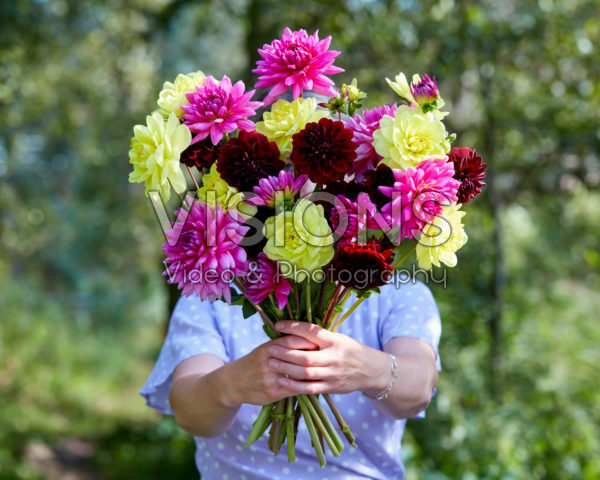 Dame met bos dahlia's Dame met bos dahlia's