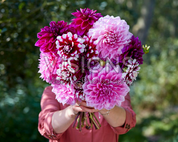 Lady holding bunch of dahlias