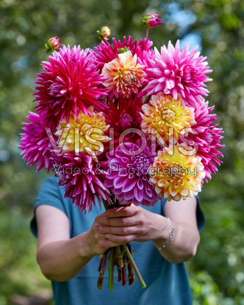 Dame met bos dahlia's Dame met bos dahlia's