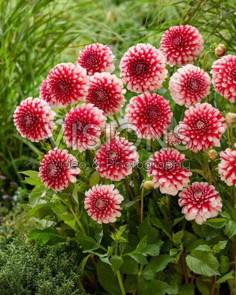 Dahlia Musette Dahlia Musette