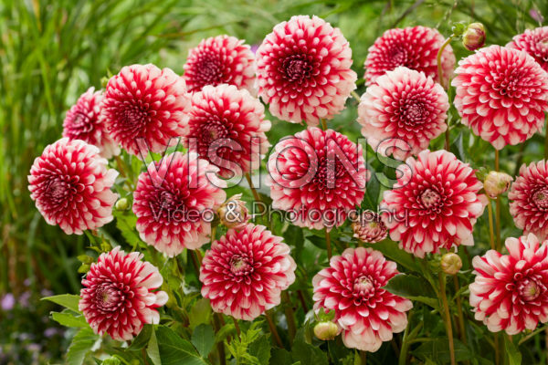 Dahlia Musette Dahlia Musette