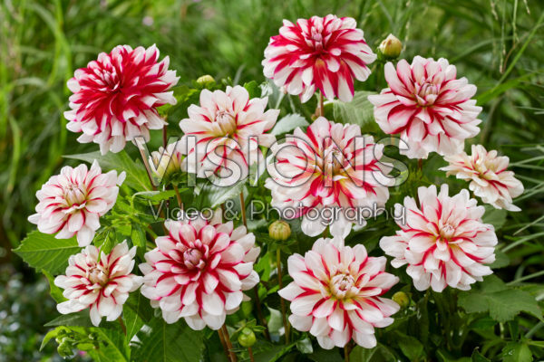 Dahlia Short Track
