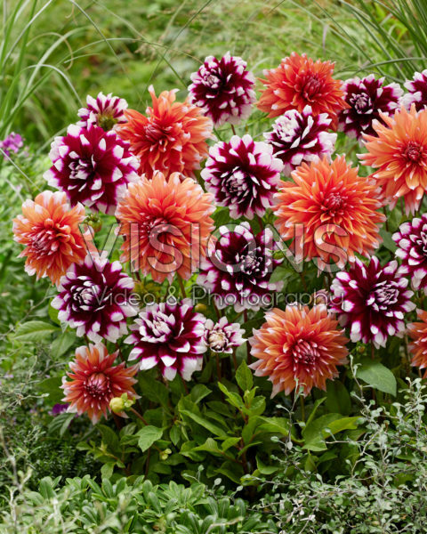 Dahlia Mystery Day, Color Spectacle Dahlia Mystery Day, Color Spectacle