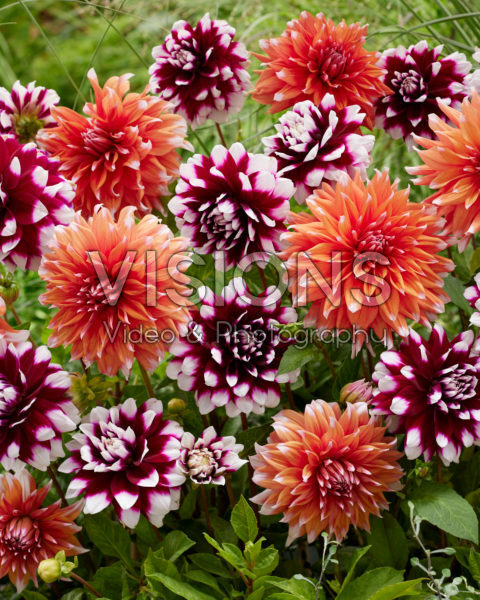 Dahlia Mystery Day, Color Spectacle Dahlia Mystery Day, Color Spectacle