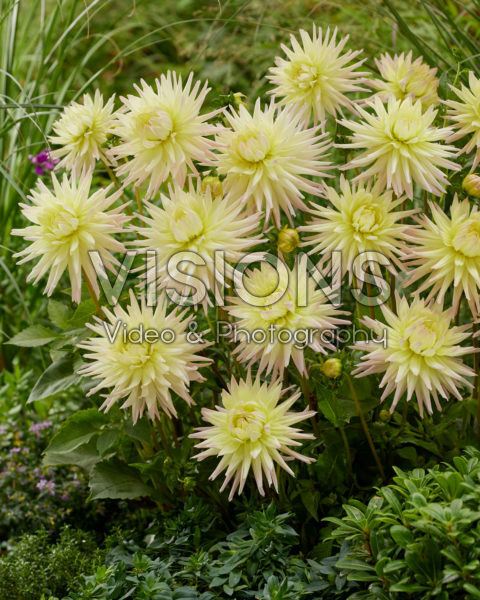 Dahlia Shooting Star Dahlia Shooting Star