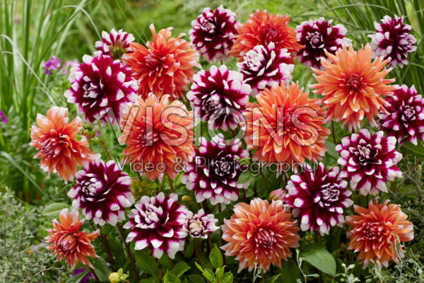 Dahlia Mystery Day, Color Spectacle Dahlia Mystery Day, Color Spectacle