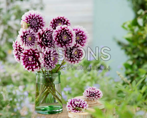 Dahlia Edinburgh Dahlia Edinburgh