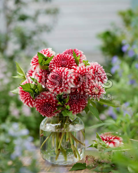 Dahlia Musette