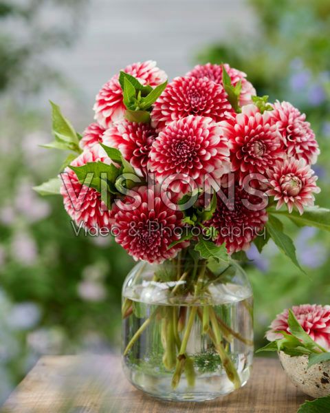 Dahlia Musette Dahlia Musette