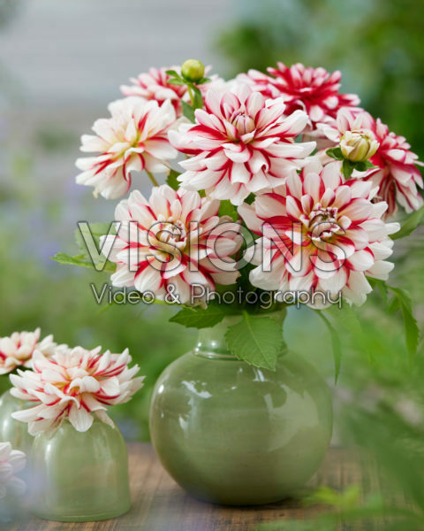 Dahlia Shorttrack Dahlia Shorttrack