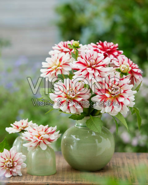 Dahlia Shorttrack Dahlia Shorttrack