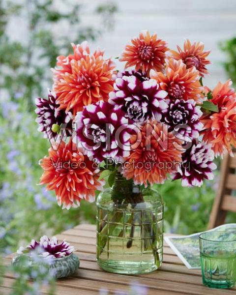 Dahlia bouquet; Mystery Day, Color Spectacle Dahlia bouquet; Mystery Day, Color Spectacle