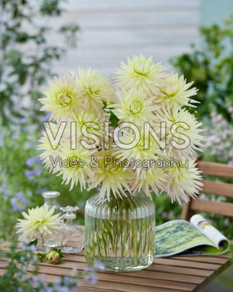 Dahlia Shooting Star Dahlia Shooting Star