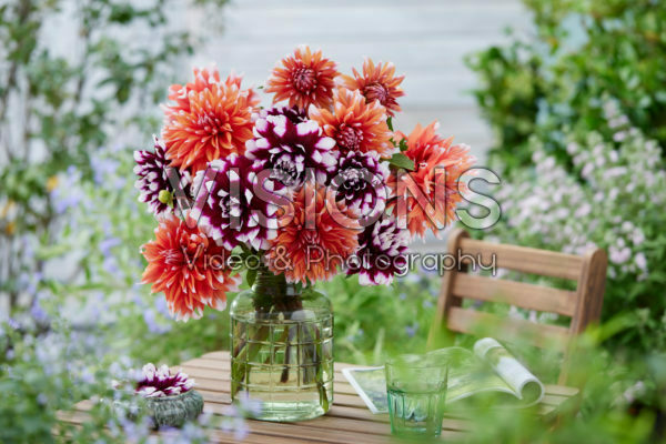 Dahlia bouquet; Mystery Day, Color Spectacle