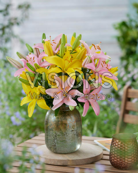 Lilium Rio de Janeiro, Silla Lilium Rio de Janeiro, Silla