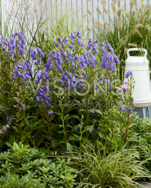 Aconitum carmichaelii Pershore Abbey