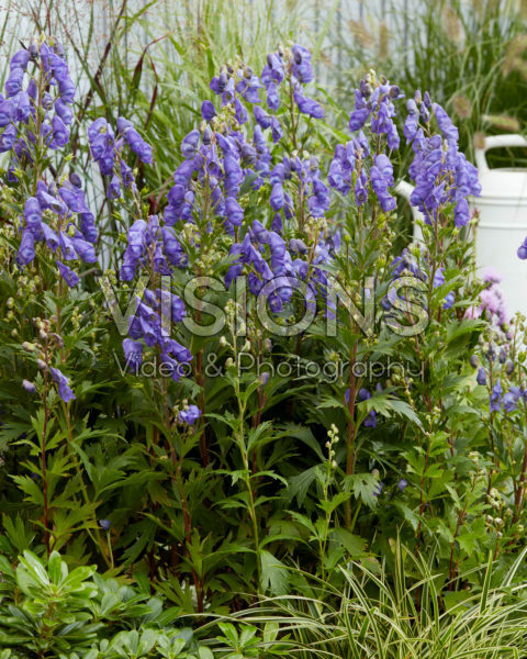 Aconitum carmichaelii Pershore Abbey