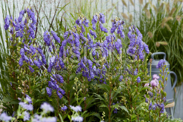 Aconitum carmichaelii Pershore Abbey