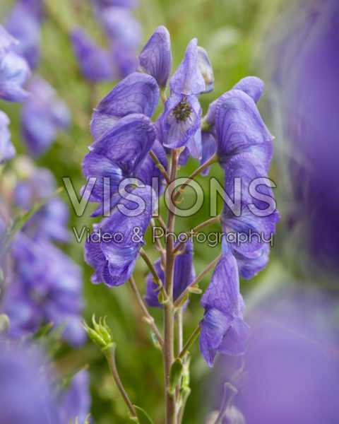 Aconitum carmichaelii Pershore Abbey