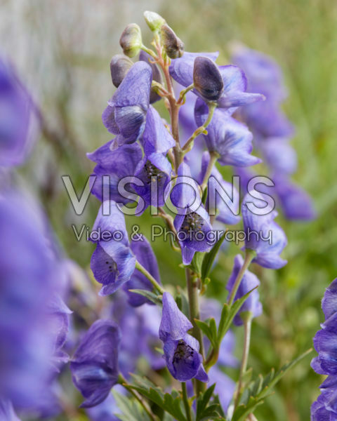 Aconitum carmichaelii Pershore Abbey