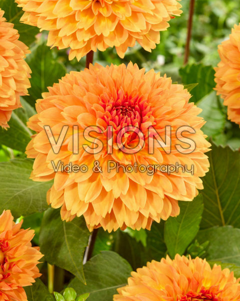 Dahlia Oranje Impact Dahlia Oranje Impact