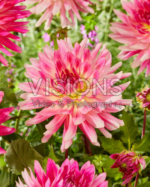 Dahlia Mingus Julie Dahlia Mingus Julie