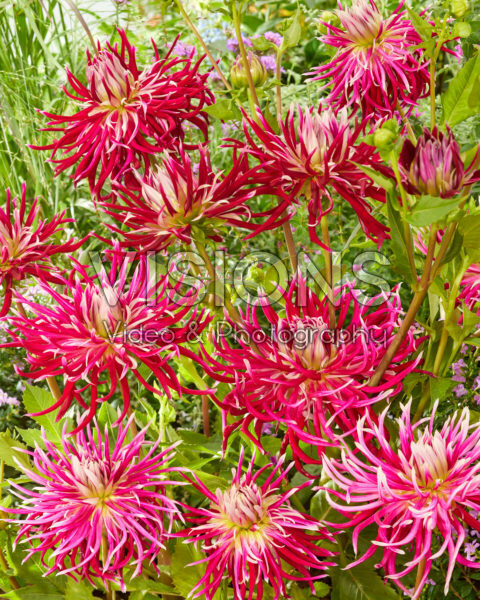Dahlia Hollyhill Spiderwoman