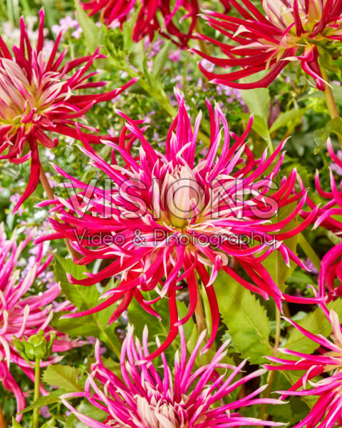 Dahlia Hollyhill Spiderwoman Dahlia Hollyhill Spiderwoman