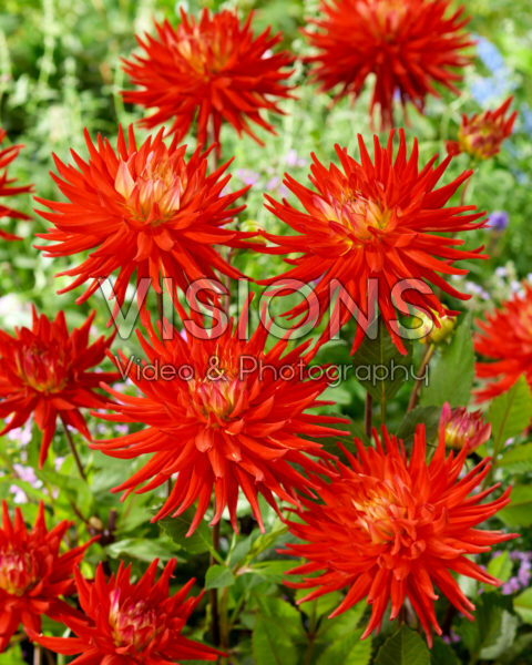 Dahlia Karma Red Corona Dahlia Karma Red Corona