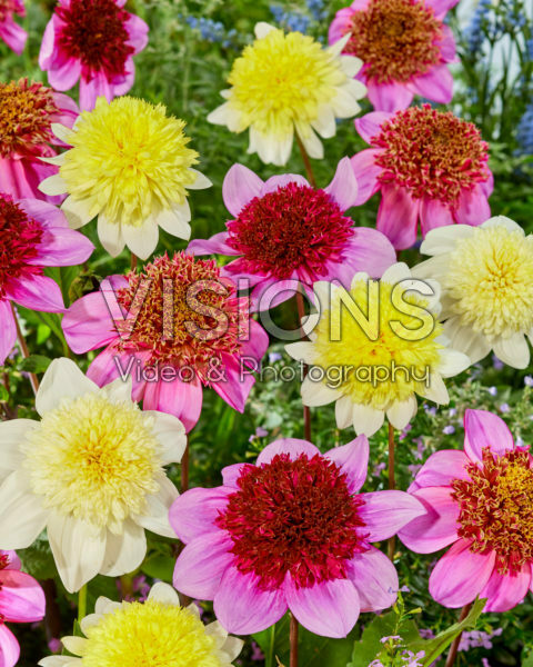 Anemone flowering Dahlia mix