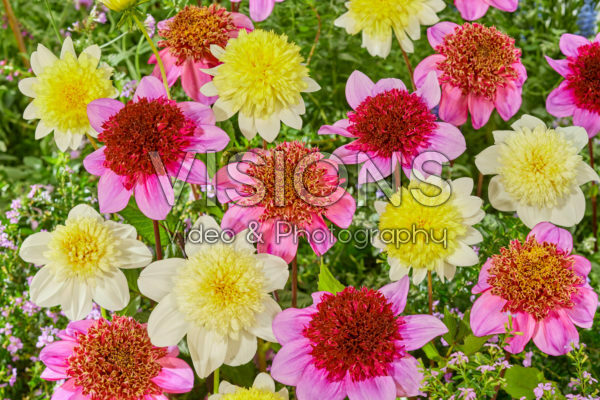 Anemone flowering Dahlia mix