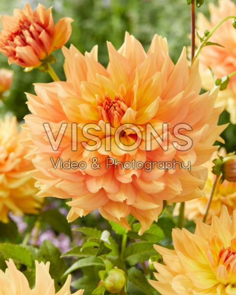 Dahlia HW 2051 Dahlia HW 2051