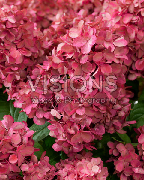 Hydrangea paniculata Bonfire Hydrangea paniculata Bonfire