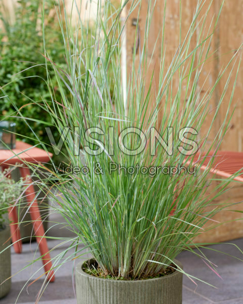 Schizachyrium scoparium Colorado Schizachyrium scoparium Colorado