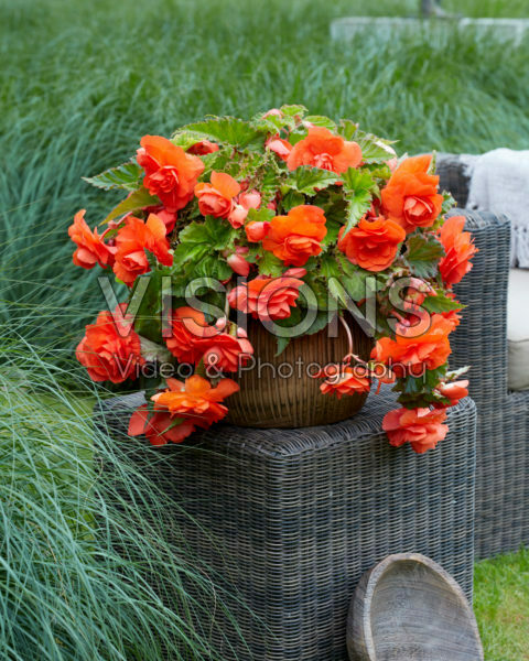 Begonia Giant Pendula Orange Begonia Giant Pendula Orange