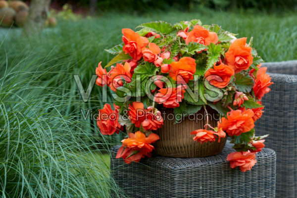 Begonia Giant Pendula Orange