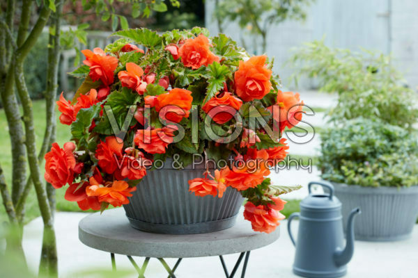 Begonia Giant Pendula Orange